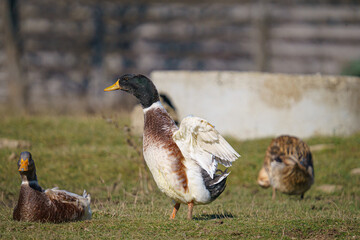 Closeup shot of a group of ducks on the grass