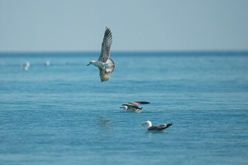 Group of seagulls landing on the sea water