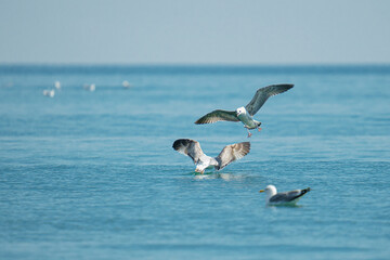 Group of seagulls landing on the sea water