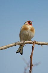Vertical shot of a robin bird perched on a branch