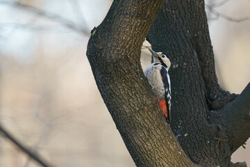 Beautiful shot of a Great mottled woodpecker bird on a tree with blurred background