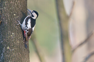 Selective focus shot of the great spotted woodpecker bird perched on a tree