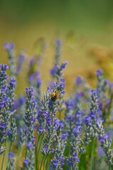 Selective focus of purple lavender with blurred background