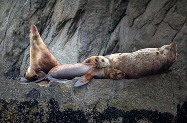 sea lions sleeping and yawning on the rocks