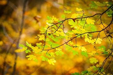 Selective focus of branches of autumn trees on a blurred background