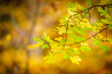 Closeup shot of branches with autumn leaves against blur background