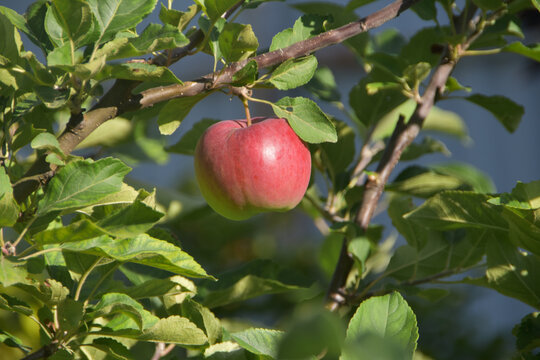 a  ripe apple hangs on a tree photo without filters