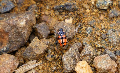 Overhead view of an orange and black ladybug standing on rocks