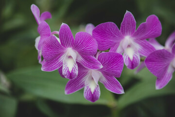 Close up raindrop on the petal of  purple pink orchid (Dendrobium) , beautiful nature and freshness...