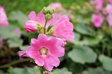 Pink and white flowers of hollyhocks blooming in the garden