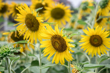 Close-up of a sunflower growing in a field of sunflowers during a nice sunny summer day with some clouds.