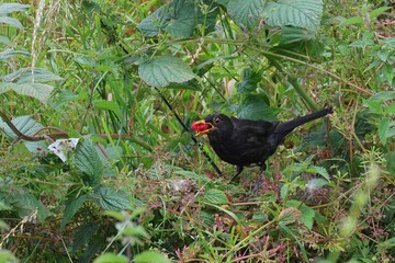 Close-up of a common blackbird eating a raspberry