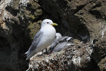 Close-up of a black-legged kittiwake and her chick standing in their nest on a rock