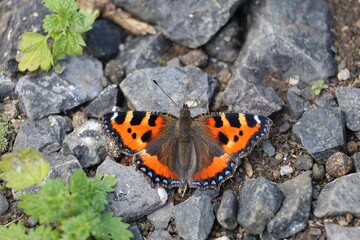 Fototapeta na wymiar Overhead view of a gorgeous Small tortoiseshell butterfly standing on the rocky ground