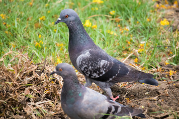 Indian Pigeon OR Rock Dove - The rock dove, rock pigeon, or common pigeon is a member of the bird family Columbidae. In common usage, this bird is often simply referred to as the 