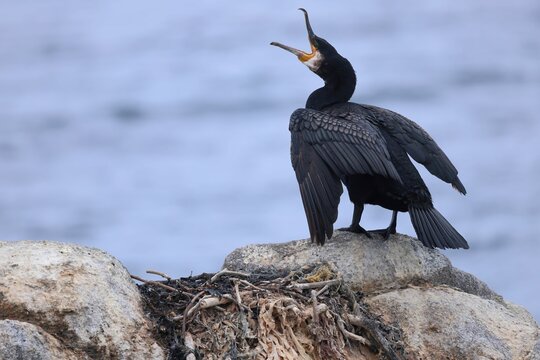 Great cormorant standing on a rocky outcrop with its beak wide open