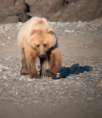 brown bear cub at the beach