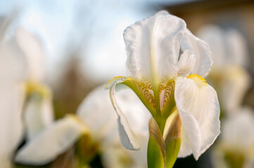 closeup of white crocus flower