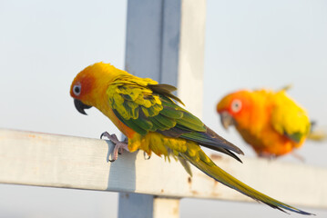 Lovely Beautiful orange Yellow green parrot  Sun Conure on roost branch with blue clear sky background