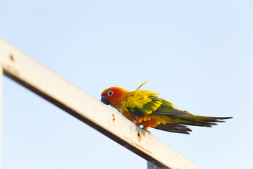 Lovely Beautiful orange Yellow green parrot  Sun Conure on roost branch with blue clear sky background