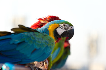 Close up of colorful scarlet macaw parrot pet perch on roost branch with blue clear sky background