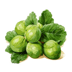 Obraz premium Brussels Sprouts watercolor vector illustration, Vegetable isolated on transparent background, AI Generative