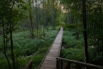 Wooden path in swampy forest