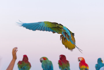 colorful scarlet  Yellow green  macaw parrot and Sun Conure  flying with group in bright blue sky background 