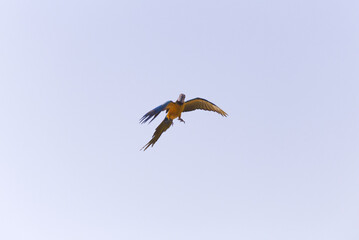  colorful scarlet  Yellow green  macaw parrot and Sun Conure  flying with group in bright blue sky background 