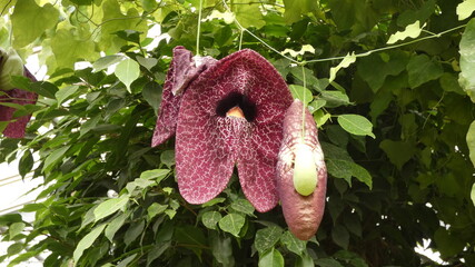 Sch&ouml;ne Bl&uuml;te.