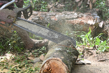 Fototapeta premium A Jack tree trunk is being cut by a Chainsaw and creates the sawdust on the air