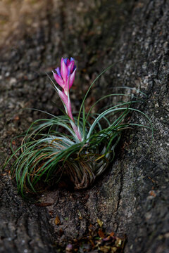 Close-up of Tillandsia Stricta Air Plant in Bloom with Pink and Purple Flower