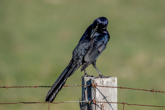 Preening Great-tailed Grackle