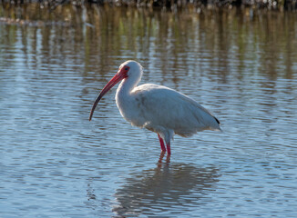 A Backlit White Ibis in a Texas Coastal Marsh