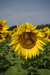 Sch&ouml;nes Sonnenblumenfeld.