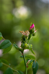 closeup of beautiful red rose bud  in a garden