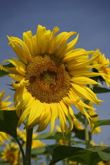Sch&ouml;nes Sonnenblumenfeld.