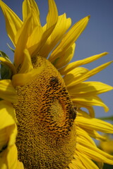 Sch&ouml;nes Sonnenblumenfeld.