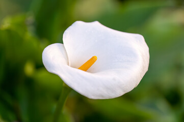 white calla lily beautiful flower