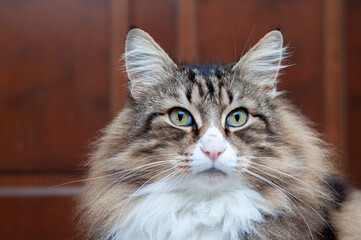 close up portrait of a cat