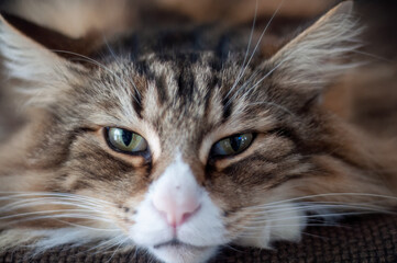 close up portrait of a cat
