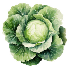 Cabbage watercolor vector illustration, Vegetable isolated on transparent background, AI Generative