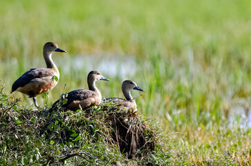 Little ducklings or ducks are grazing on green grassland near pond.