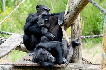 Obraz premium there are three chimps that are laying on a wood