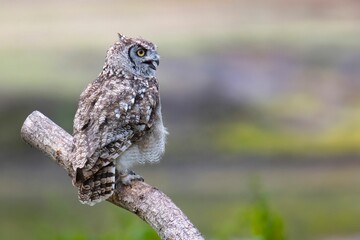 Eagle owl perched atop a wooden stick, overlooking a tranquil pond