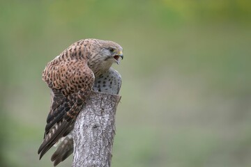 Common kestrel perched atop a tree branch.