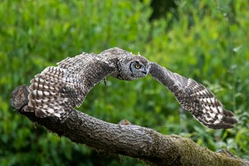 Close-up of a Spotted eagle-owl of prey perched on a tree branch in a grassy meadow
