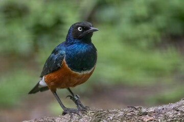 Tricolor spray perched atop a branch of a forest tree, surrounded by lush foliage