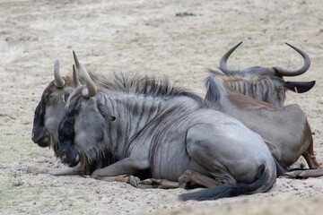 Naklejka premium Wildebeests relaxed and taking in the scenery in a tranquil outdoor environment