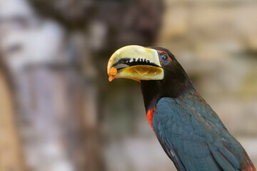 The ivory-billed aracar,red-necked aracari, Pteroglossus azara.High quality photo. High quality photo